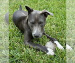 Small #1 Labrador Retriever Mix