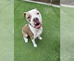 Small American Pit Bull Terrier