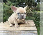 Small #3 French Bulldog