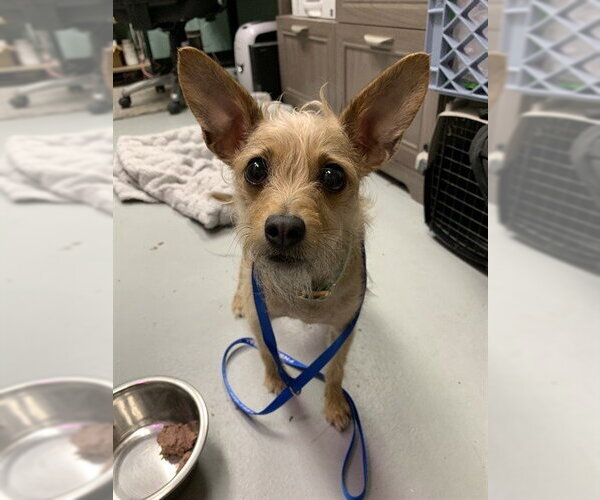 Medium Photo #1 Chihuahua-Unknown Mix Puppy For Sale in Fairbanks, AK, USA