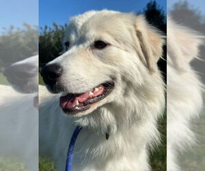 Great Pyrenees Dogs for adoption in Sykesville, MD, USA