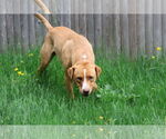 Small Photo #19 Labrador Retriever-Unknown Mix Puppy For Sale in Sebec, ME, USA