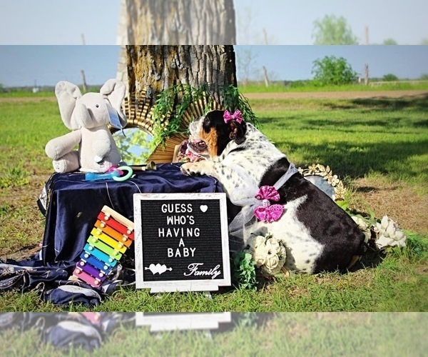 Medium Photo #4 Bulldog Puppy For Sale in CALDWELL, TX, USA