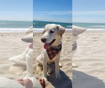 Small #1 Labrador Retriever Mix