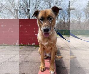 DRAKO - Male Mutt Dog for Adoption - Photo #7