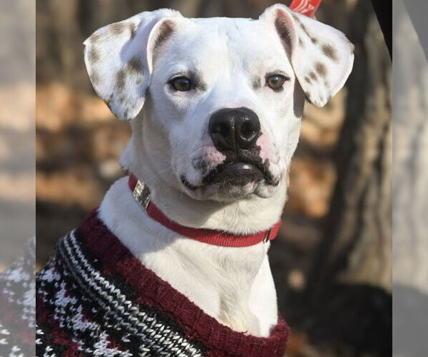 Medium Photo #1 Mutt Puppy For Sale in Canton, CT, USA