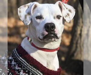 Mutt Dogs for adoption in Canton, CT, USA