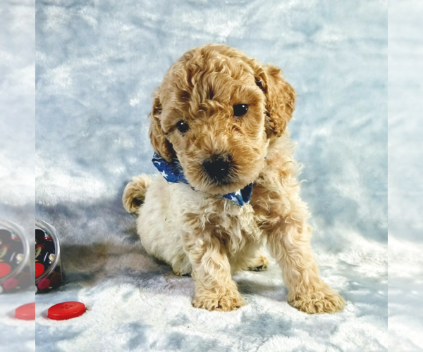 Medium Photo #6 Goldendoodle Puppy For Sale in PAULINE, SC, USA