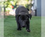 Small #6 Labrador Retriever Mix