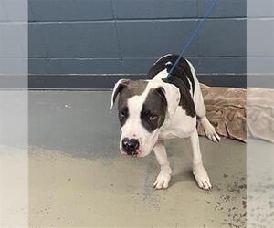 Medium American Pit Bull Terrier