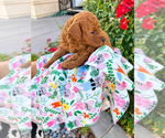 Small Photo #4 Poodle (Toy) Puppy For Sale in RANCHO CUCAMONGA, CA, USA