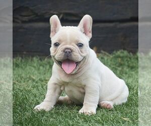 French Bulldog Puppy for sale in LEOLA, PA, USA