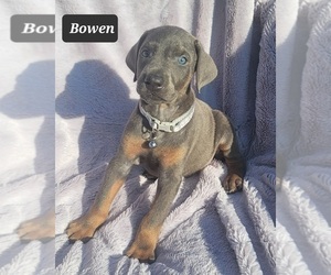 Doberman Pinscher Puppy for sale in POMEROY, OH, USA