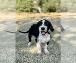 Small Dachshund Mix
