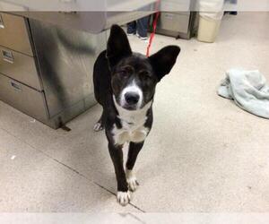 Collie Dogs for adoption in Riverside, CA, USA