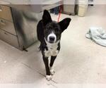 Small Collie