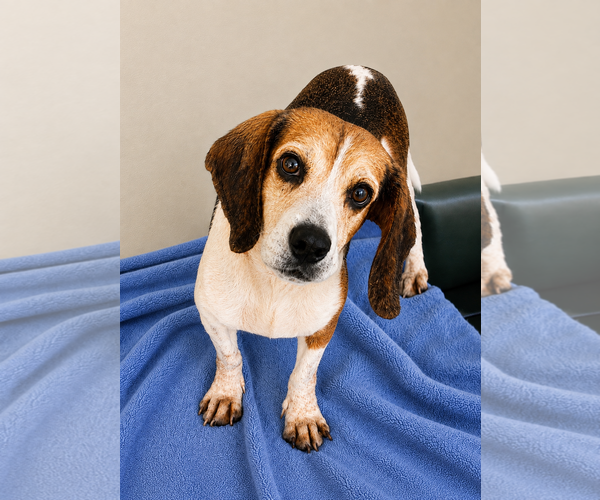 Medium Photo #5 Beagle-Unknown Mix Puppy For Sale in Dunnellon, FL, USA