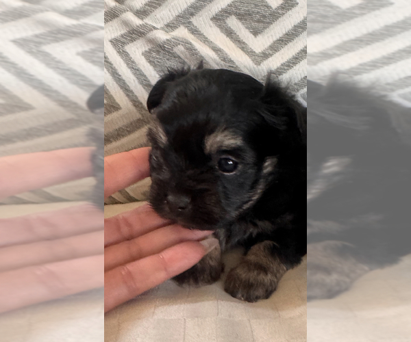 Medium Photo #3 Morkie Puppy For Sale in SANTA MARIA, CA, USA