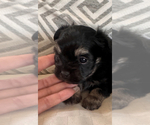 Small #2 Morkie