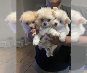 Pomeranian Puppy for sale in HAYWARD, CA, USA