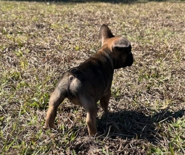Medium Photo #2 French Bulldog Puppy For Sale in MAYO, FL, USA