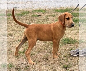 Great Dane-Poodle (Standard) Mix Puppy for sale in CHARITON, IA, USA