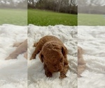 Small Photo #14 Goldendoodle mix (+ Poodle Miniature) Puppy For Sale in RANDOLPH, WI, USA