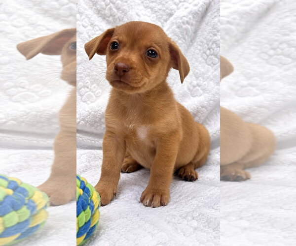 Medium Photo #2 Chihuahua-Unknown Mix Puppy For Sale in Plainfield, IL, USA