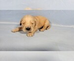 Puppy Bandit Golden Retriever