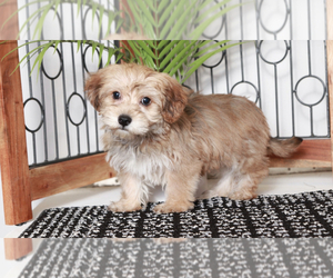 Yo-Chon Puppy for sale in NAPLES, FL, USA