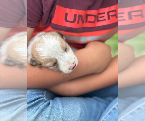 Medium Photo #27 Border Collie Puppy For Sale in MESA, WA, USA