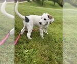 Small #3 Mutt