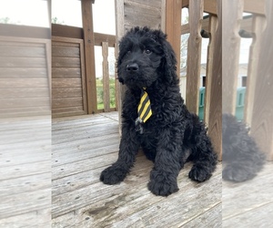 Goldendoodle-Poodle (Standard) Mix Puppy for sale in APOPKA, FL, USA