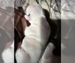 Puppy Puppy 3 American Bulldog