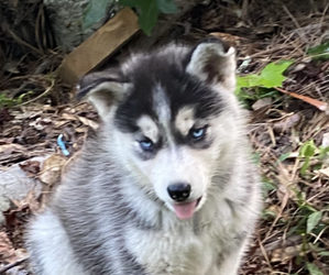Siberian Husky Puppy for sale in FLINTSTONE, GA, USA