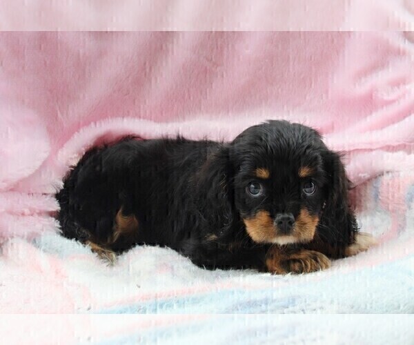 Medium Photo #3 Cavalier King Charles Spaniel Puppy For Sale in FREDERICKSBURG, OH, USA