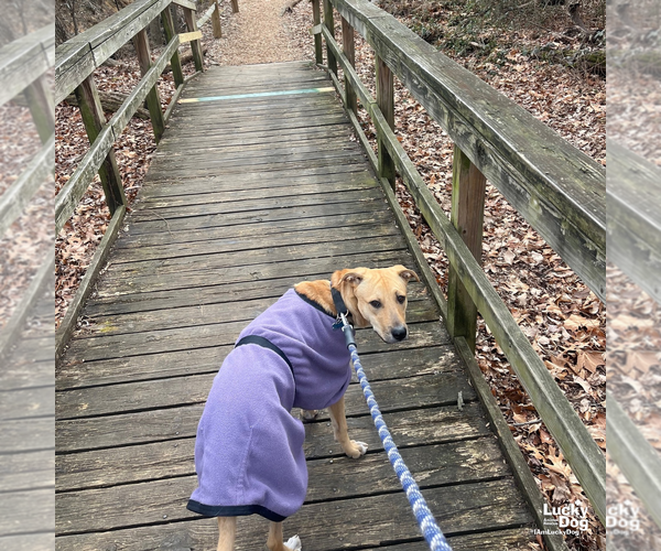 Medium Photo #11 Mutt Puppy For Sale in Washington, DC, USA