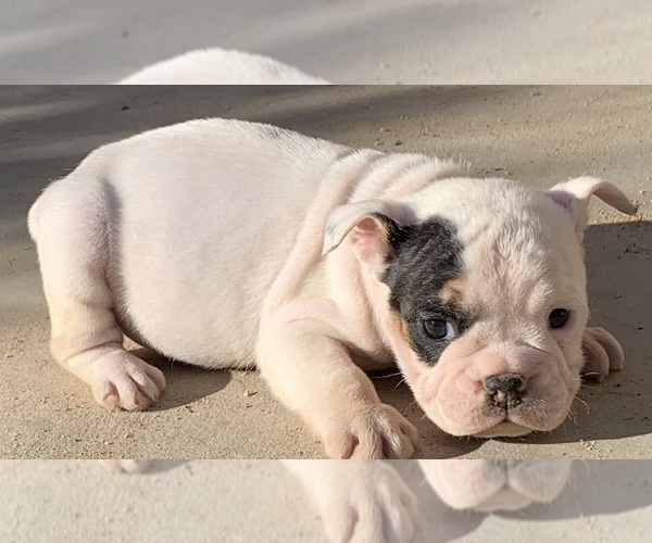 Medium Photo #2 Bulldog Puppy For Sale in VICTORVILLE, CA, USA