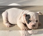 Small #1 Bulldog