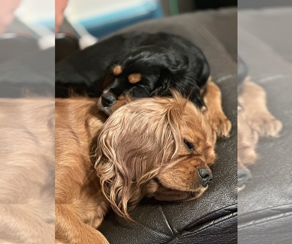 Medium Photo #1 Cavalier King Charles Spaniel Puppy For Sale in MAYSVILLE, WV, USA