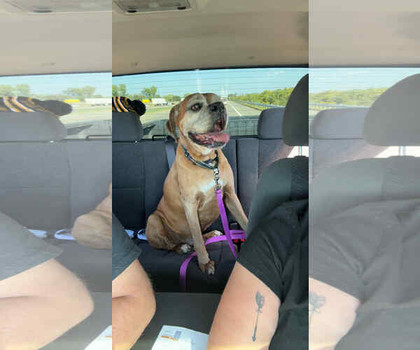 Medium Photo #2 Boxer Puppy For Sale in Burnsville, MN, USA