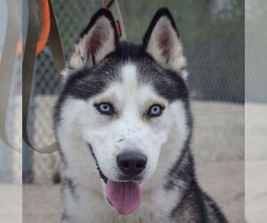 - Mix Dogs for adoption in Huntley, IL, USA