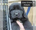 Small Photo #1 Newfoundland Puppy For Sale in BERESFORD, SD, USA