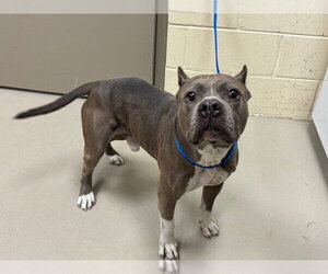 Mutt Dogs for adoption in Sanford, FL, USA