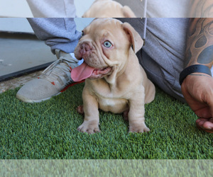 French Bulldog Puppy for Sale in PANORAMA CITY, California USA