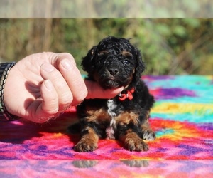 Poodle (Toy) Puppy for sale in UNION CITY, TN, USA