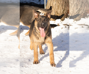 German Shepherd Dog Puppy for sale in GOSHEN, IN, USA