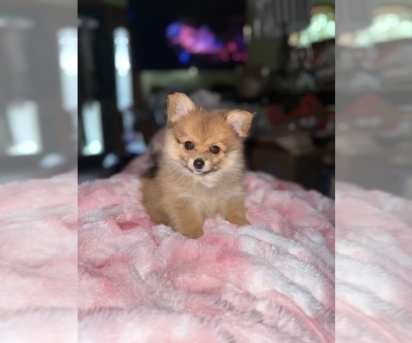 Medium Photo #4 Pomeranian Puppy For Sale in DENVER, CO, USA
