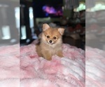 Small #3 Pomeranian