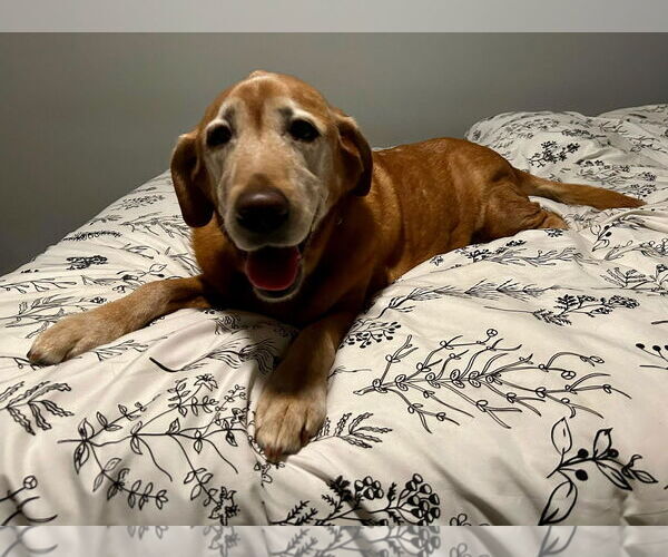 Medium Photo #3 Labrador Retriever-Unknown Mix Puppy For Sale in Mount Pleasant, SC, USA